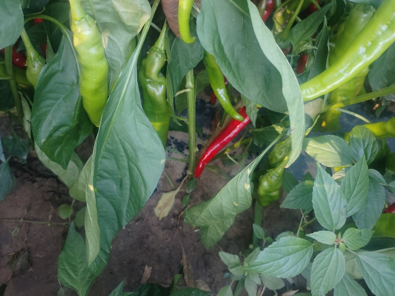 内蒙古自治区通辽市奈曼旗有大量羊角红辣椒🌶️，找收购商。联