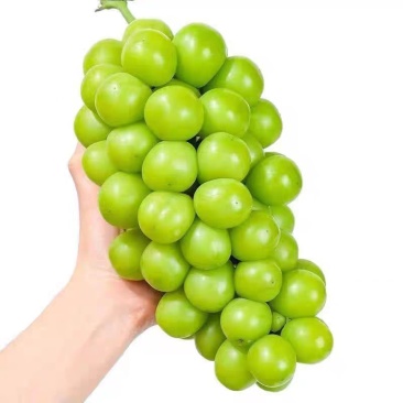 阳光玫瑰