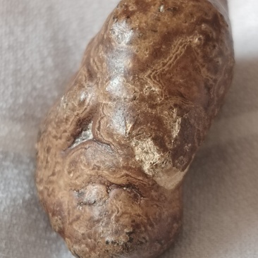 羊黄