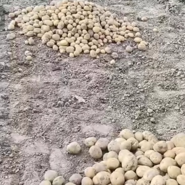 定西马铃薯