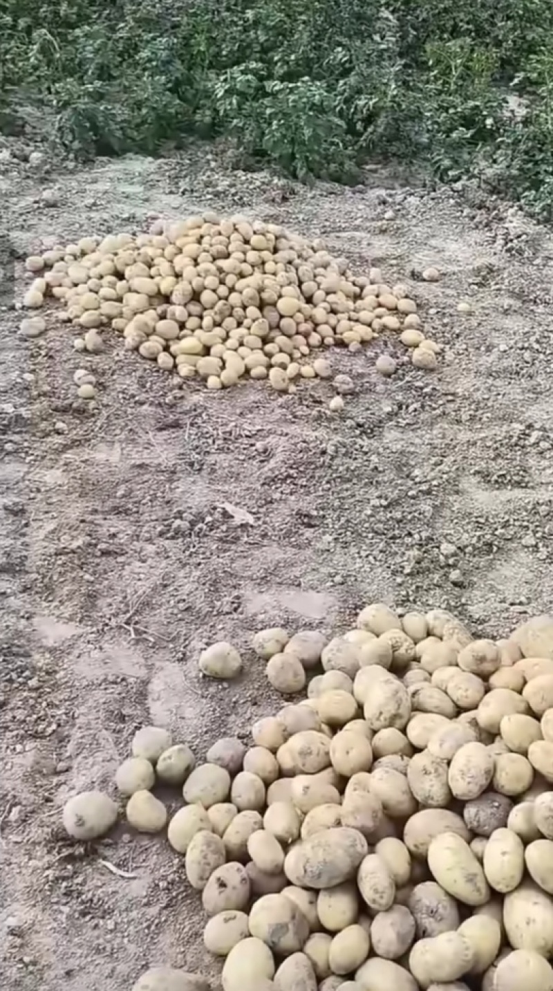 定西马铃薯