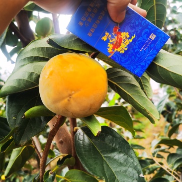 阳丰脆柿
