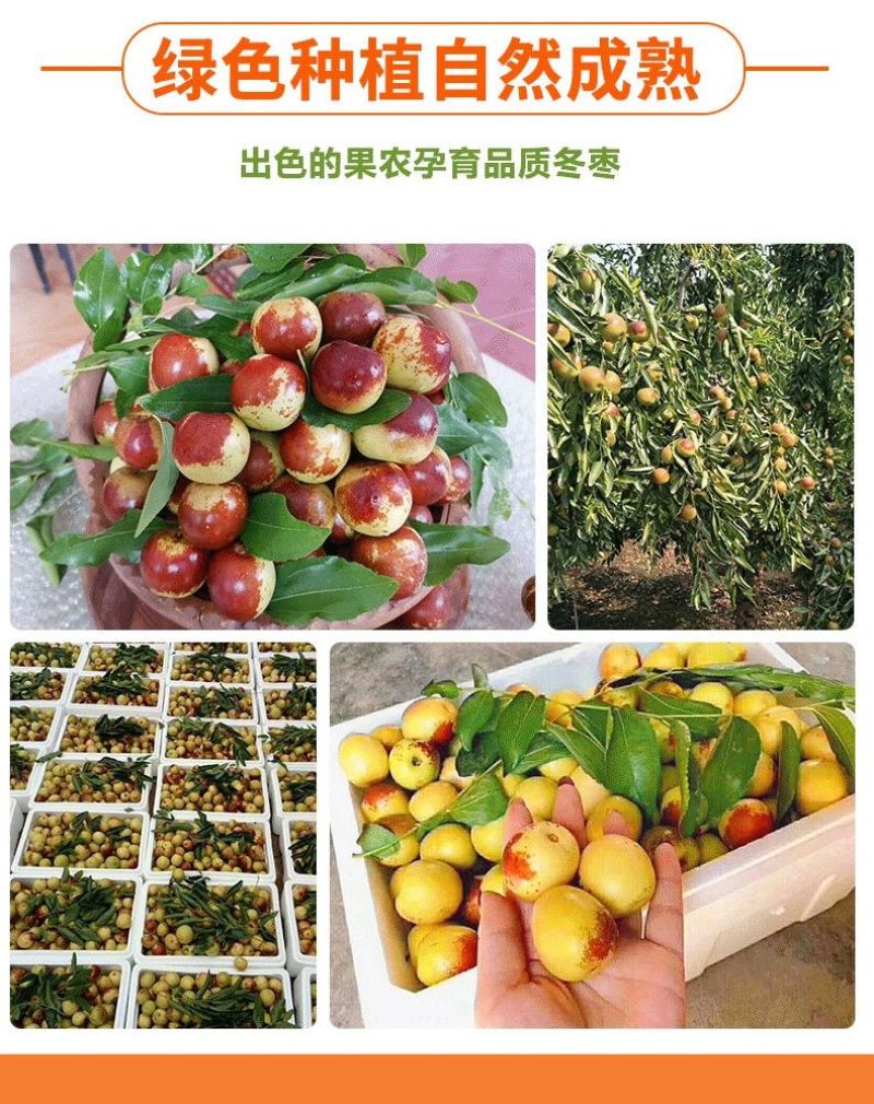 山东沾化下洼嘎嘣脆薄皮脆甜现摘冬枣(自家枣园)