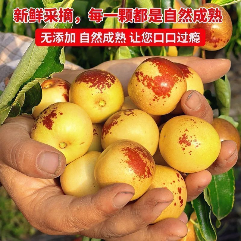 山东沾化下洼嘎嘣脆薄皮脆甜现摘冬枣(自家枣园)