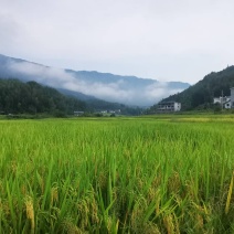 农村大米