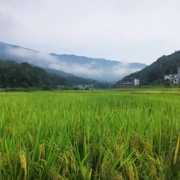 农村大米