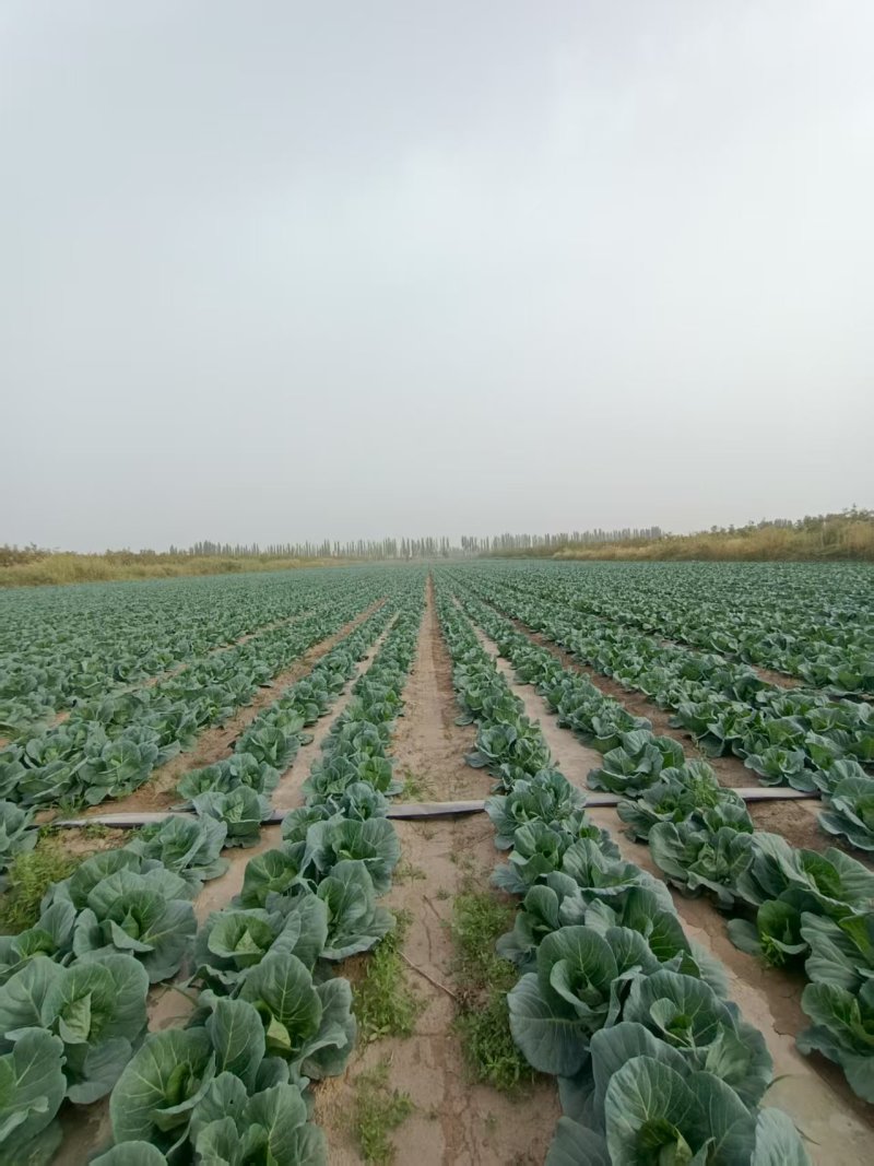 牛心甘蓝包菜