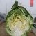 牛心甘蓝包菜