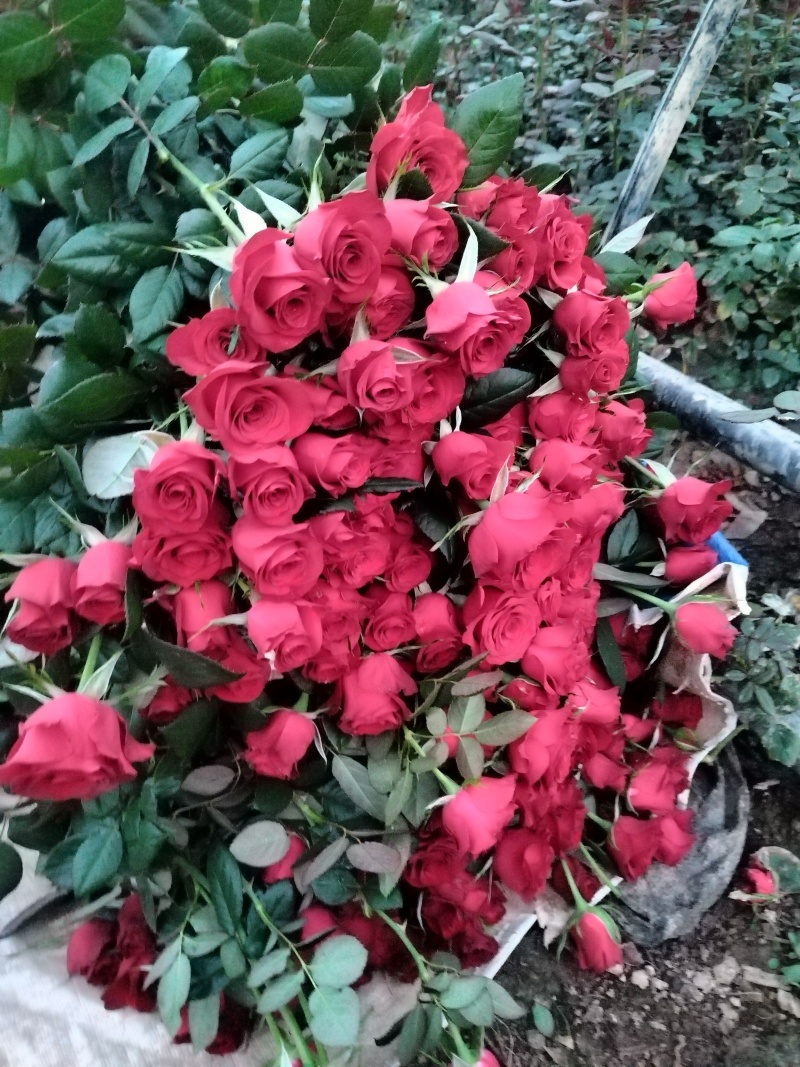 玫瑰花🌹