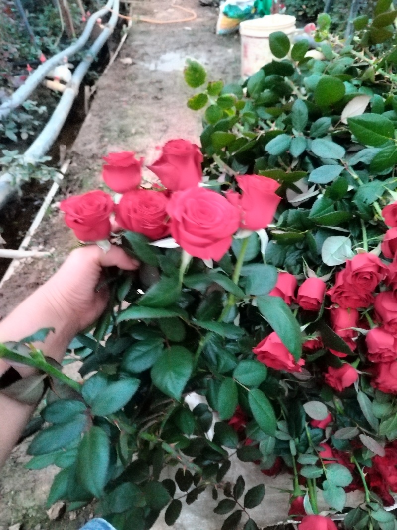 玫瑰花🌹