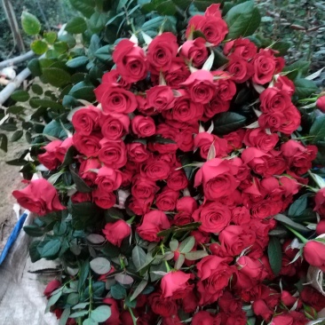 玫瑰花🌹
