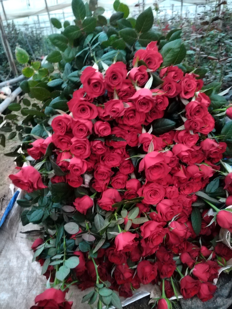 玫瑰花🌹