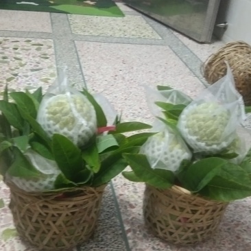广东林擒