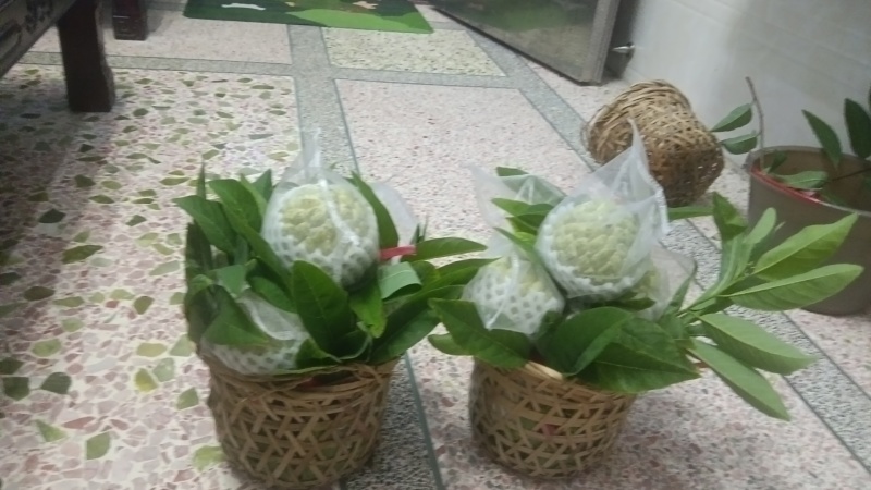 广东林擒