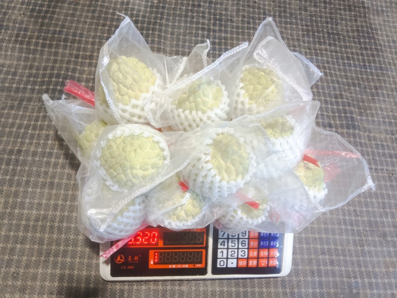 广东林擒