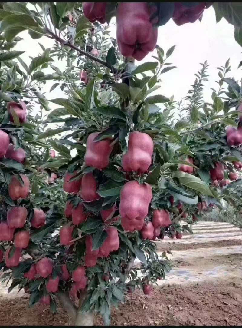 甘肃天水花牛苹果，蛇果红富士