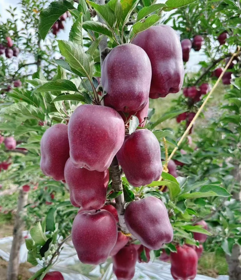 甘肃天水花牛苹果，蛇果红富士