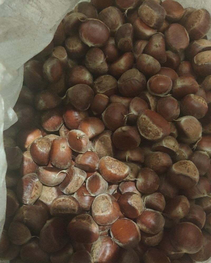 商洛板栗