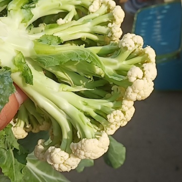 青梗菜花