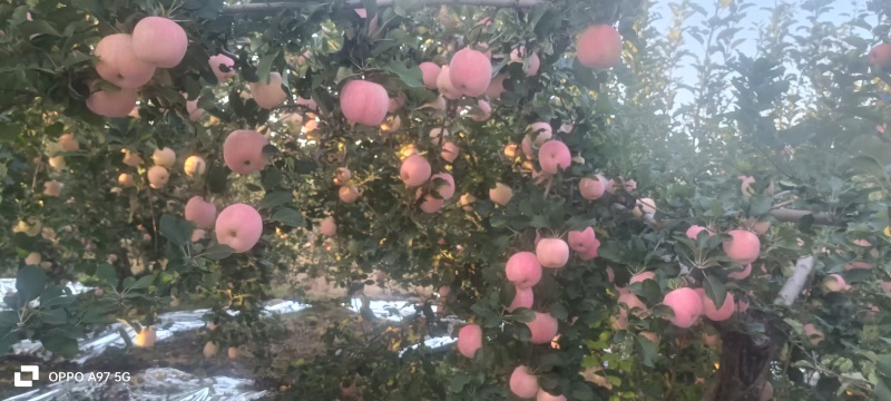红富士苹果