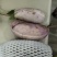 纯野生的绿色食品！150克起步！