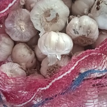 蒜种