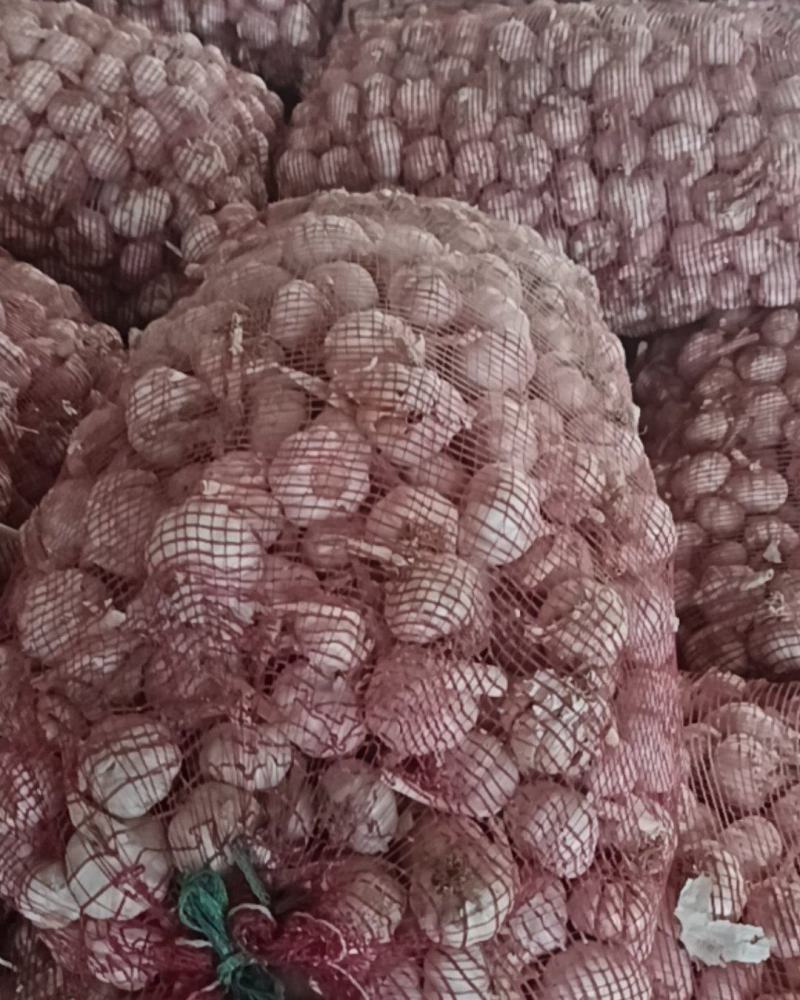 蒜种