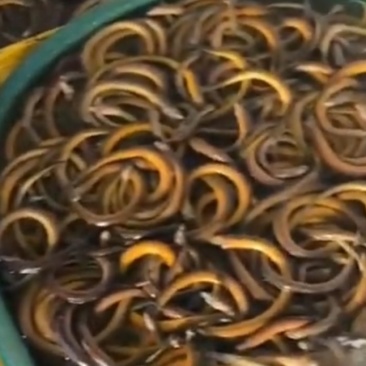 黄鳝麻虾
