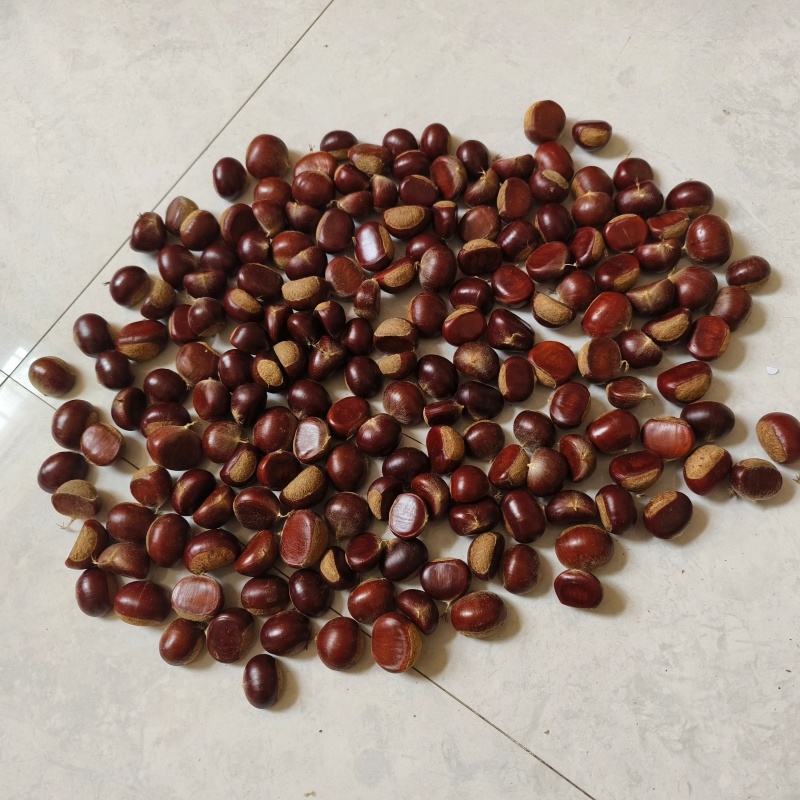 沂蒙油栗