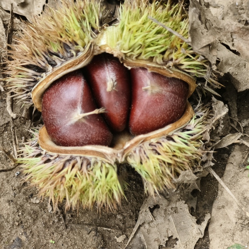 沂蒙油栗