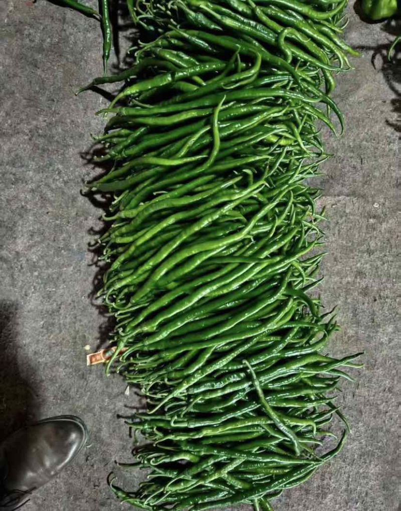 河南辣椒大量上市