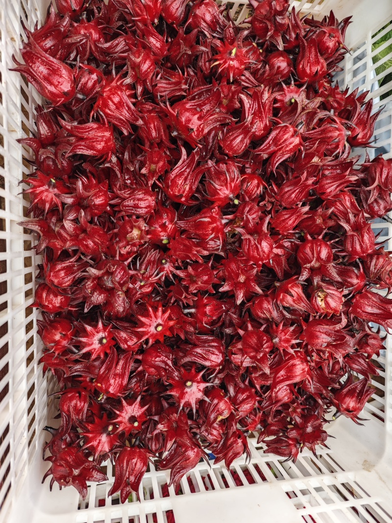洛神花