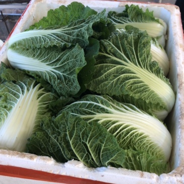 娃娃菜