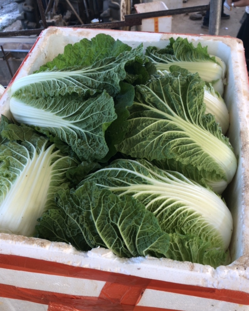 娃娃菜