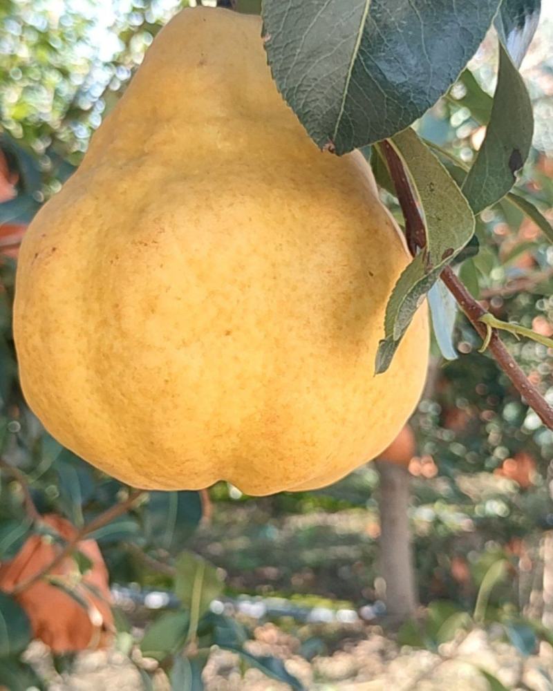 山东烟台丑梨