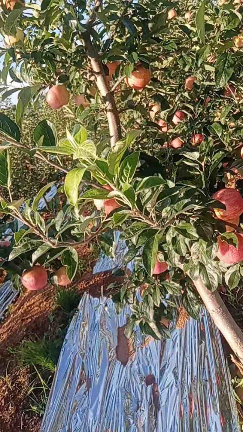 绥中产地岳阳红苹果大量上市