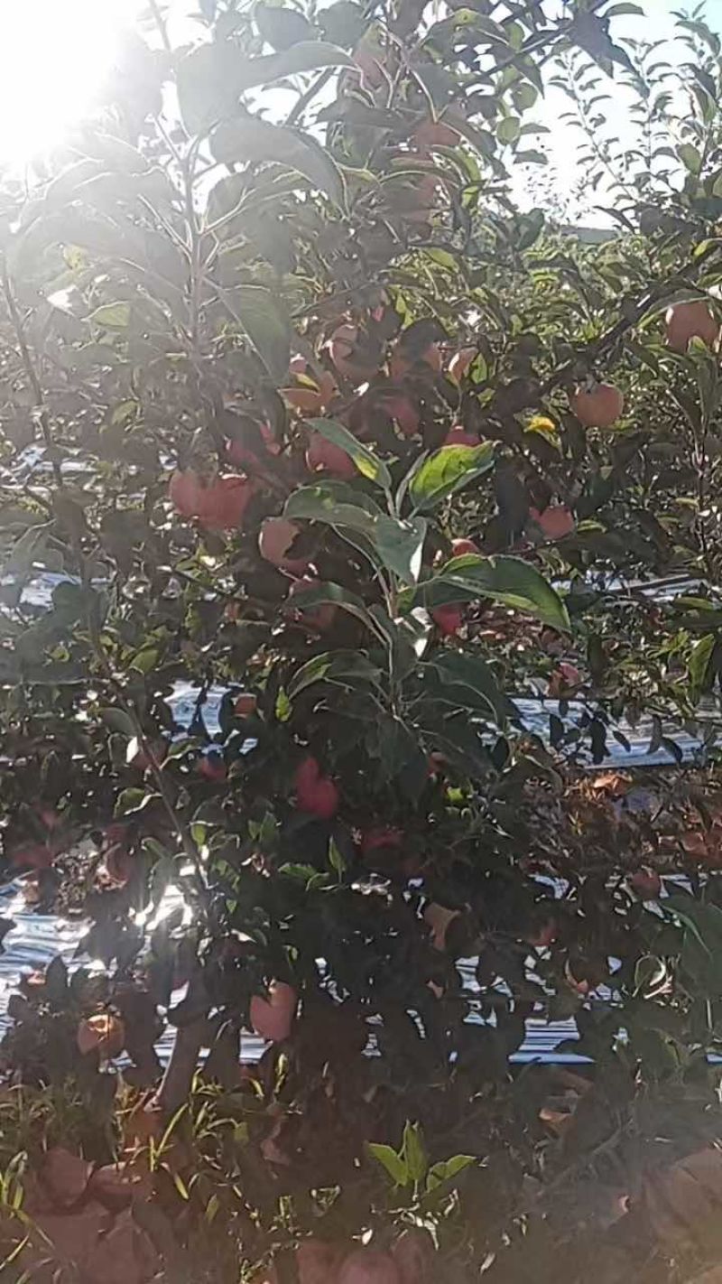 绥中产地岳阳红苹果大量上市