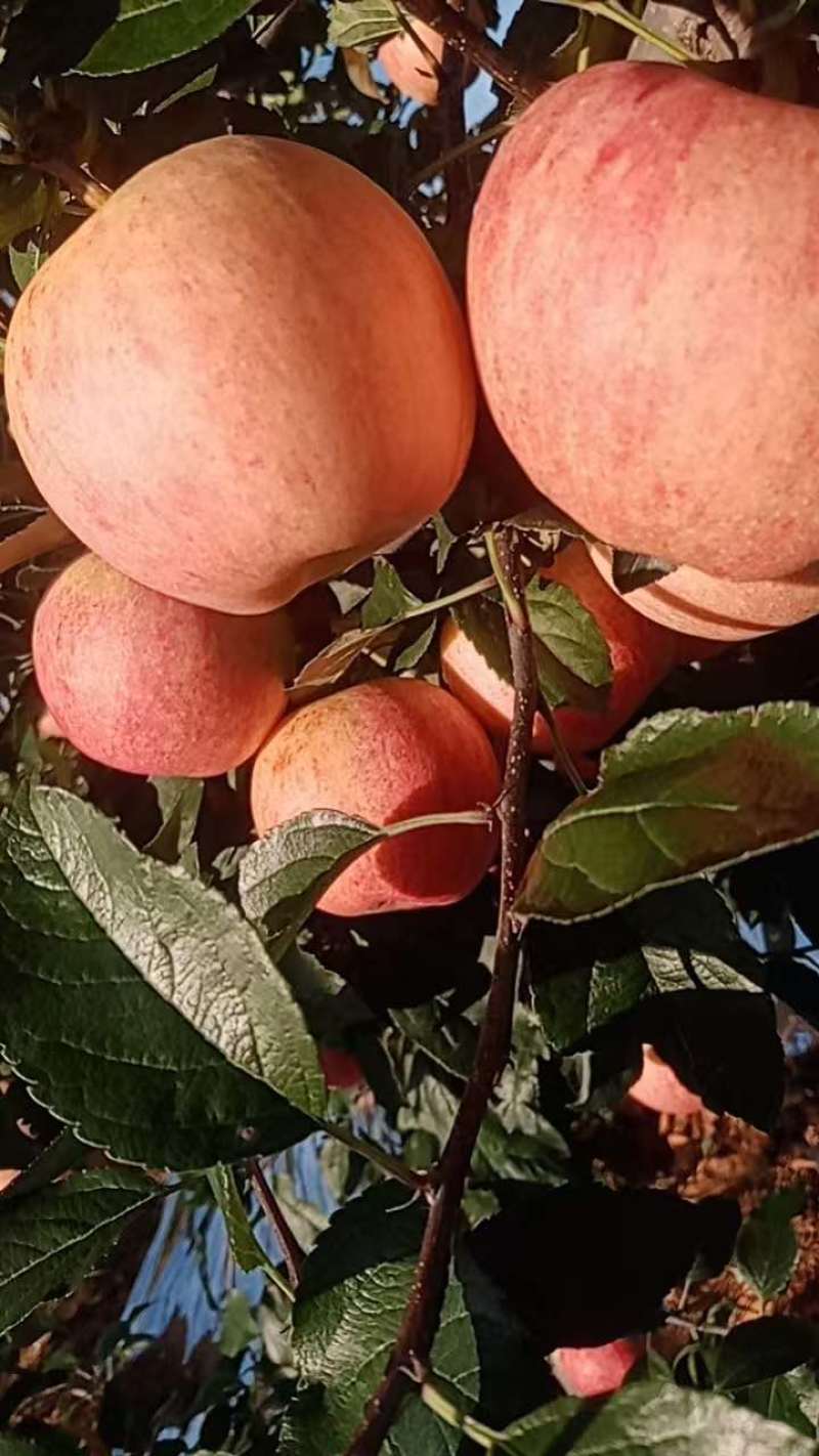 绥中产地岳阳红苹果大量上市