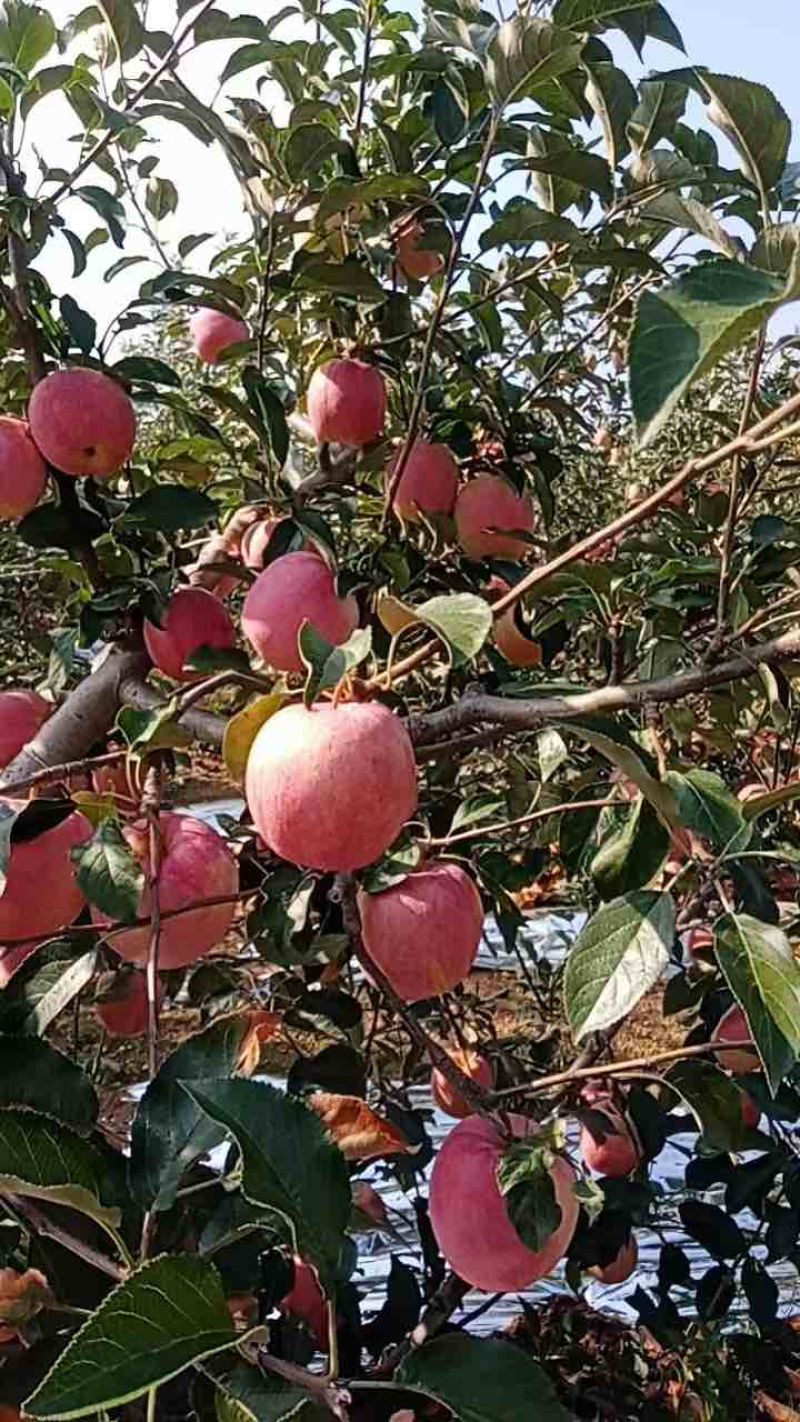 绥中产地岳阳红苹果大量上市