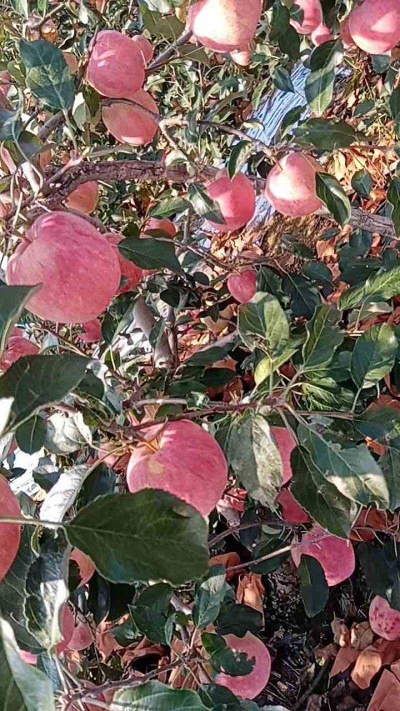 绥中产地岳阳红苹果大量上市