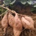 山东正宗烟薯蜜薯