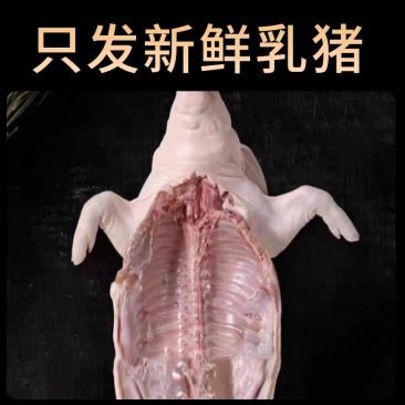 乳猪