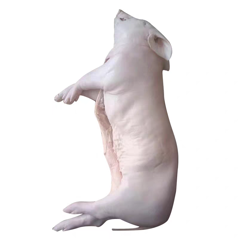 乳猪
