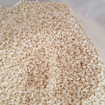 刚收的鲜新白芝麻。