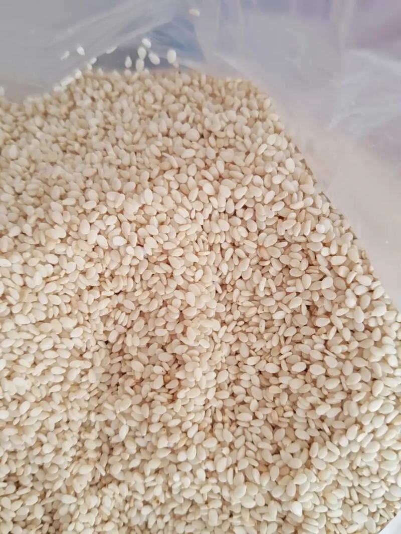 刚收的鲜新白芝麻。