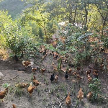 农村山养土鸡