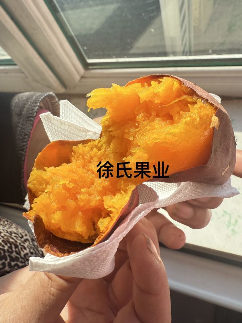 烟薯25吉林省长岭县玛莎莉西瓜红都有货