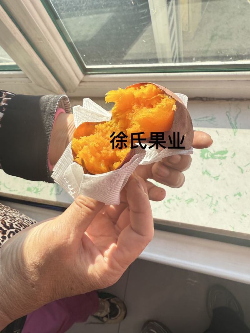 烟薯25吉林省长岭县玛莎莉西瓜红都有货