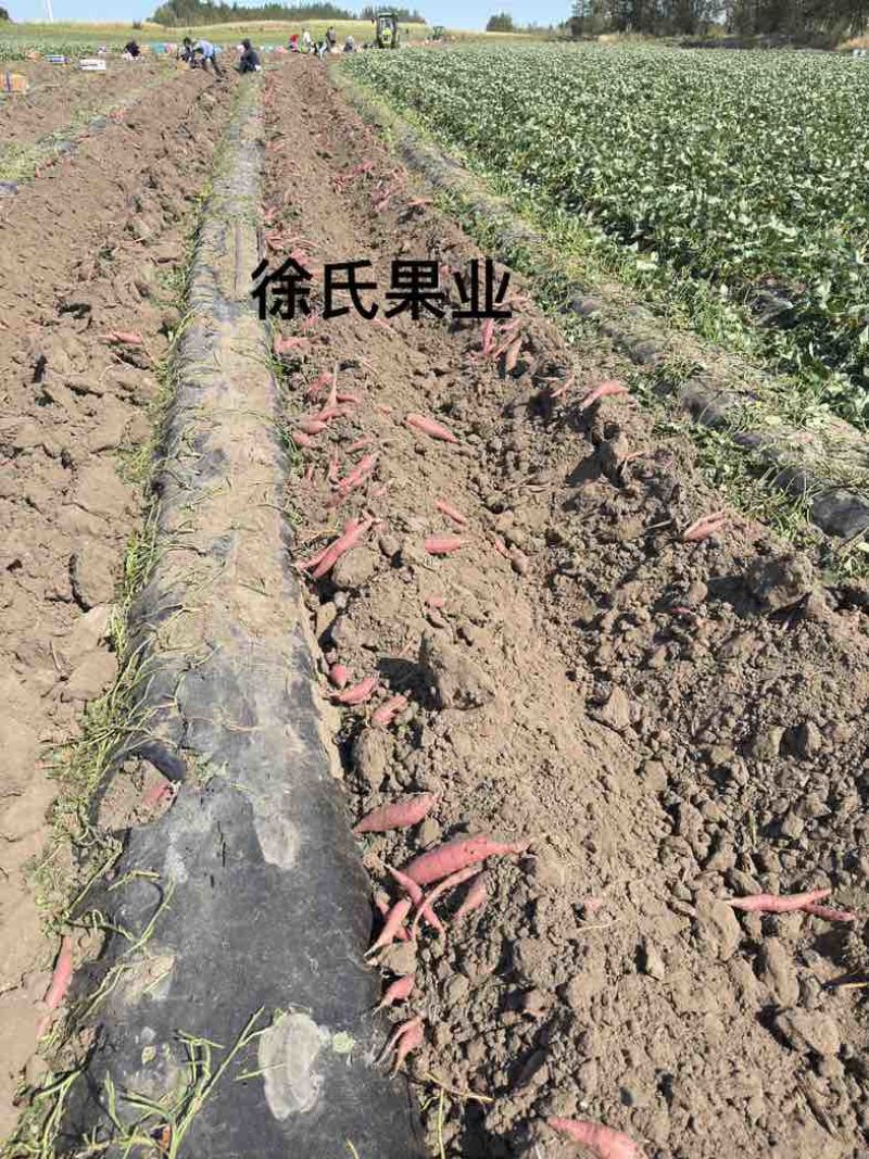 烟薯25吉林省长岭县玛莎莉西瓜红都有货