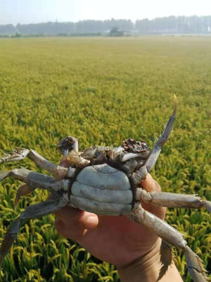 盘锦河蟹